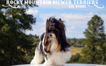Biewer Terrier Stud Sir Bobby