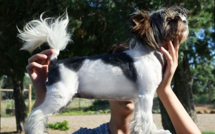 Biewer Terrier Straight Top Line