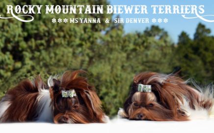 Biro Chocolate Biewer Terriers