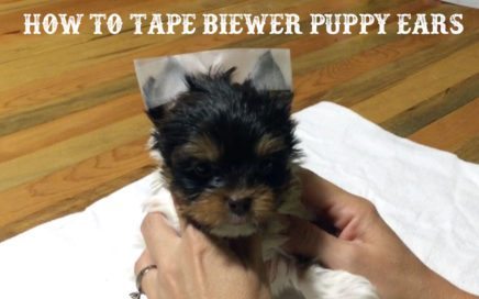 How to tape Biewer Terrier Puppy Ears