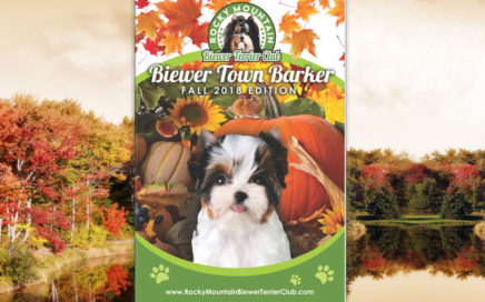 Biewer Terrier