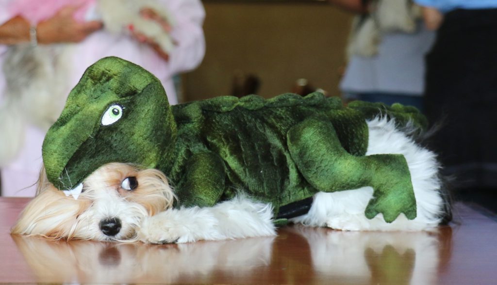 Biewer Terrier