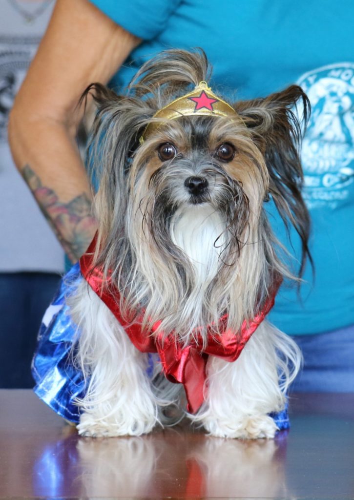 Biewer Terrier