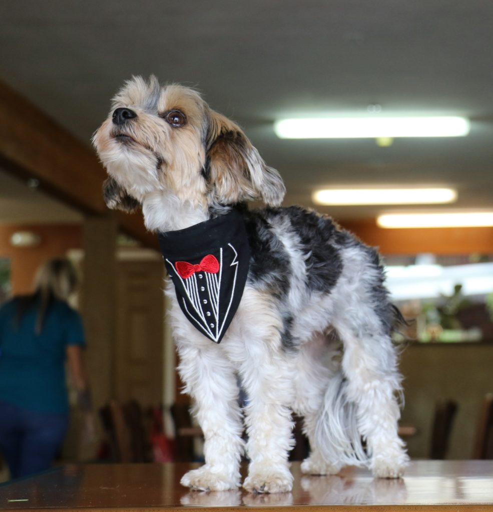 Biewer Terrier