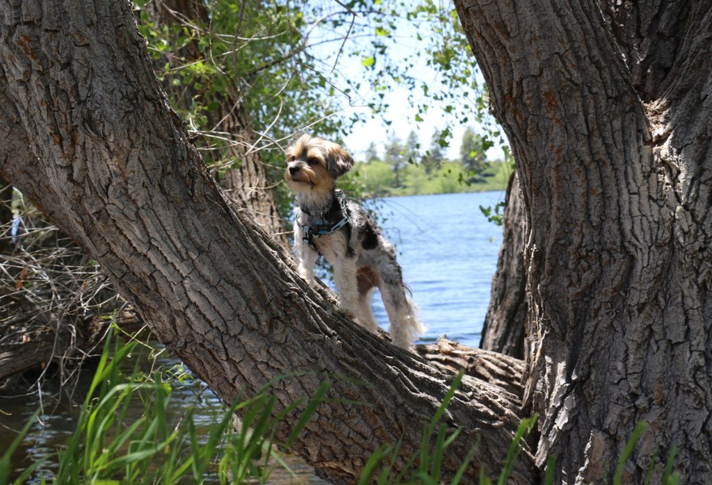 Biewer Terrier