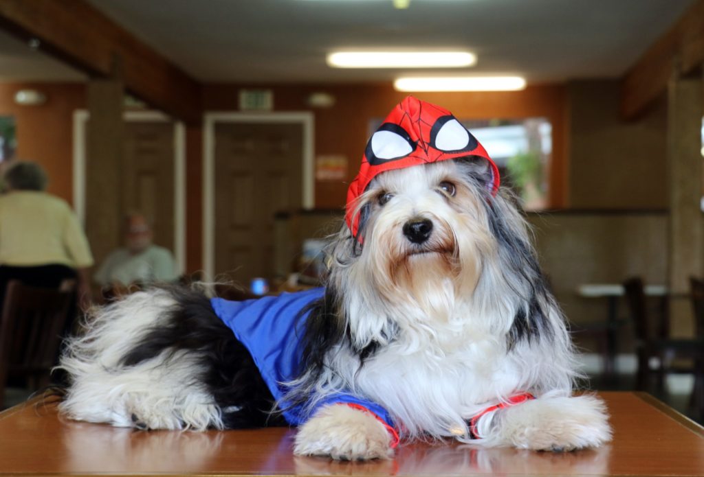Biewer Terrier