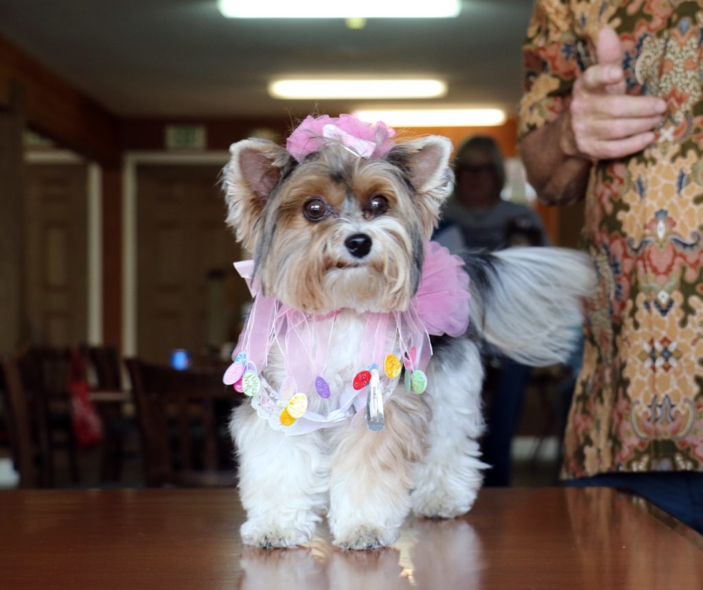 Biewer Terrier
