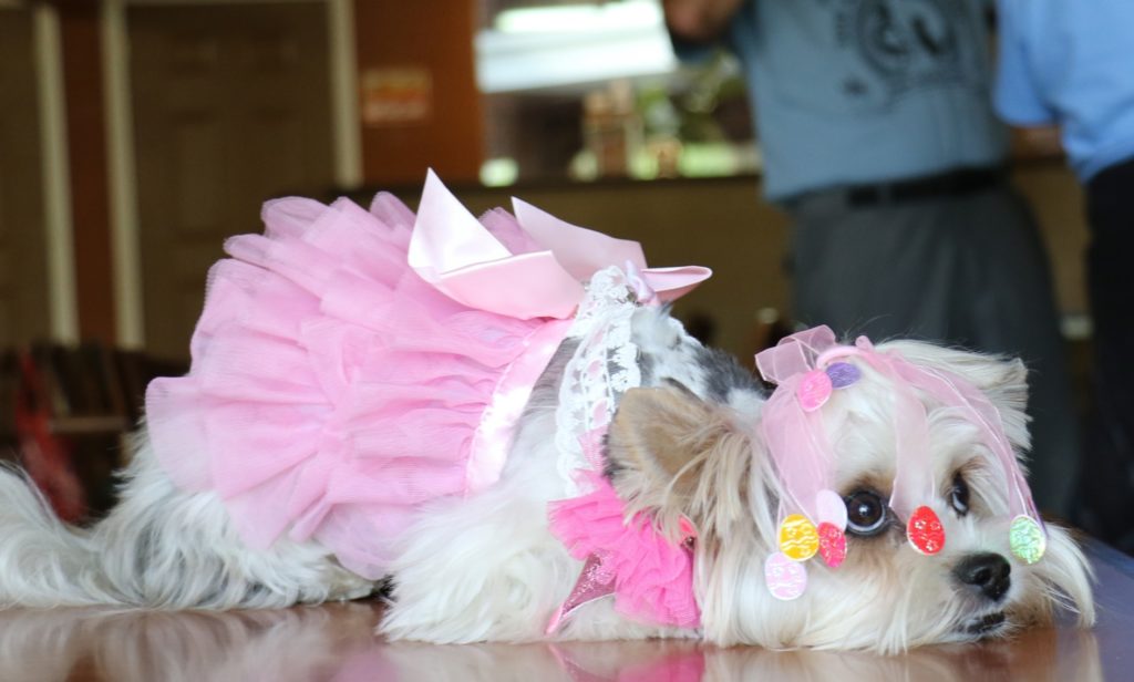 Biewer Terrier