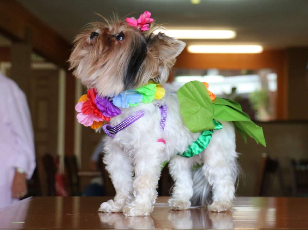 Biewer Terrier