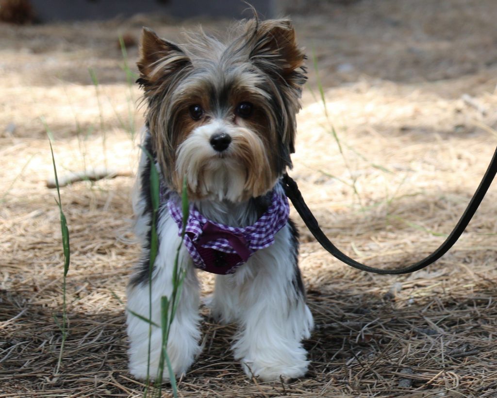 Biewer Terrier