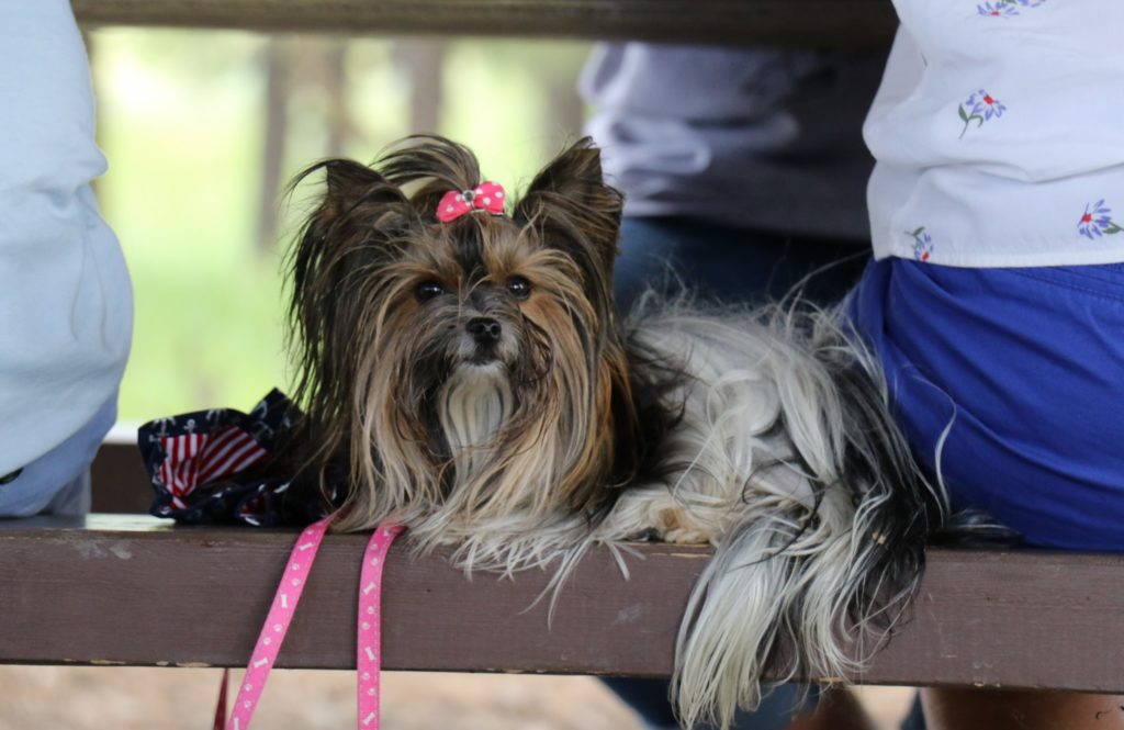 Biewer Terrier