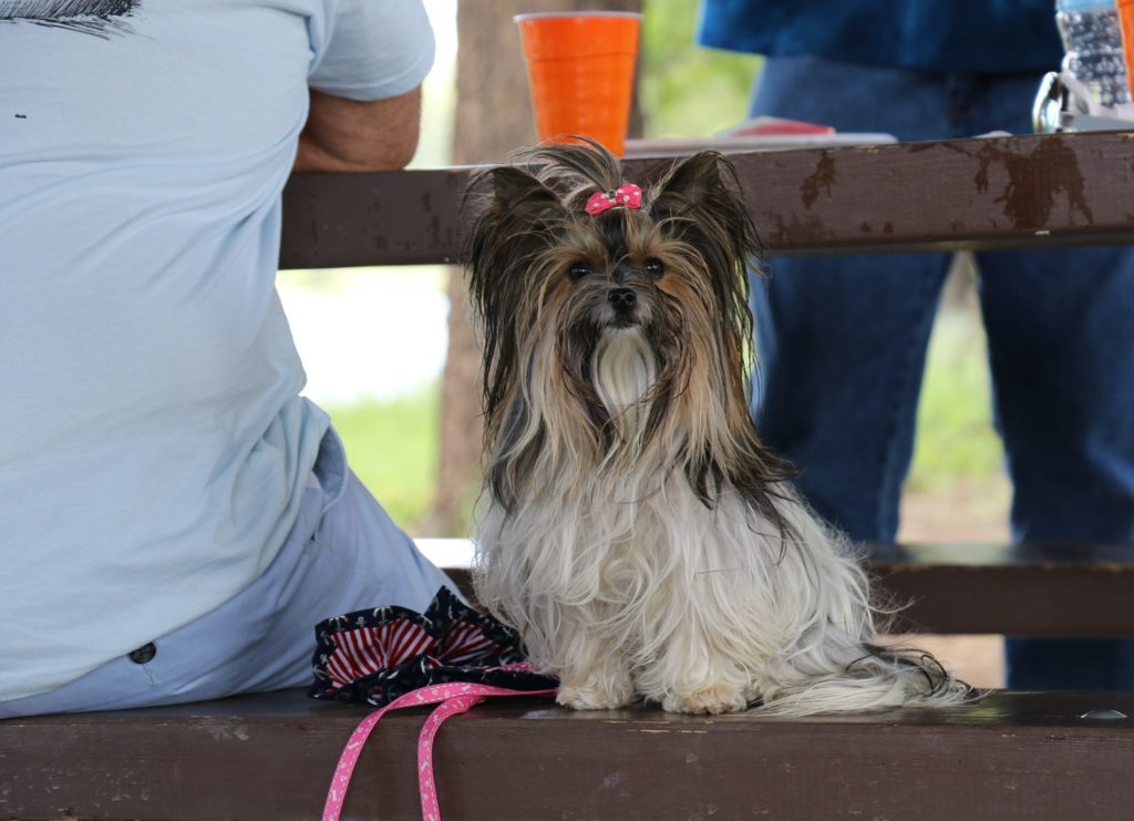 Biewer Terrier