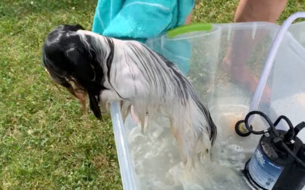 grooming at show