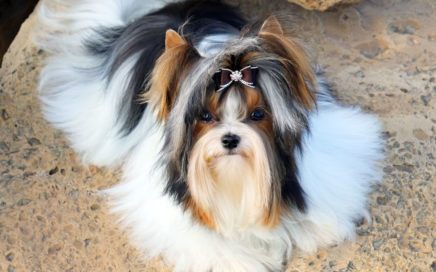 Biewer Terrier