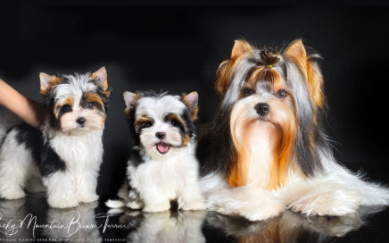 Biewer Terriers