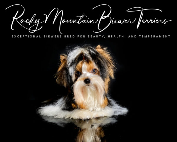 Biewer Terrier
