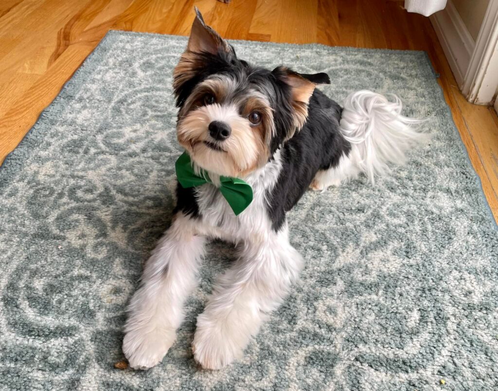 Biewer Terrier