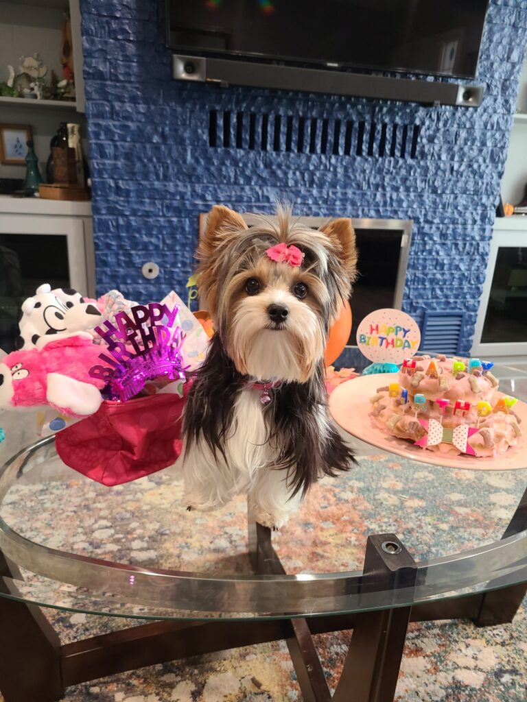 Biewer Terrier