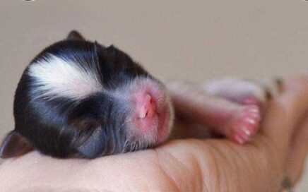 newborn baby Biewer