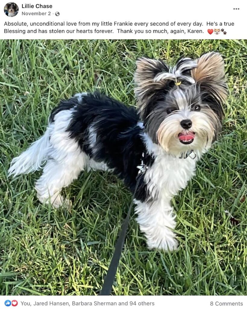 Biewer Terrier
