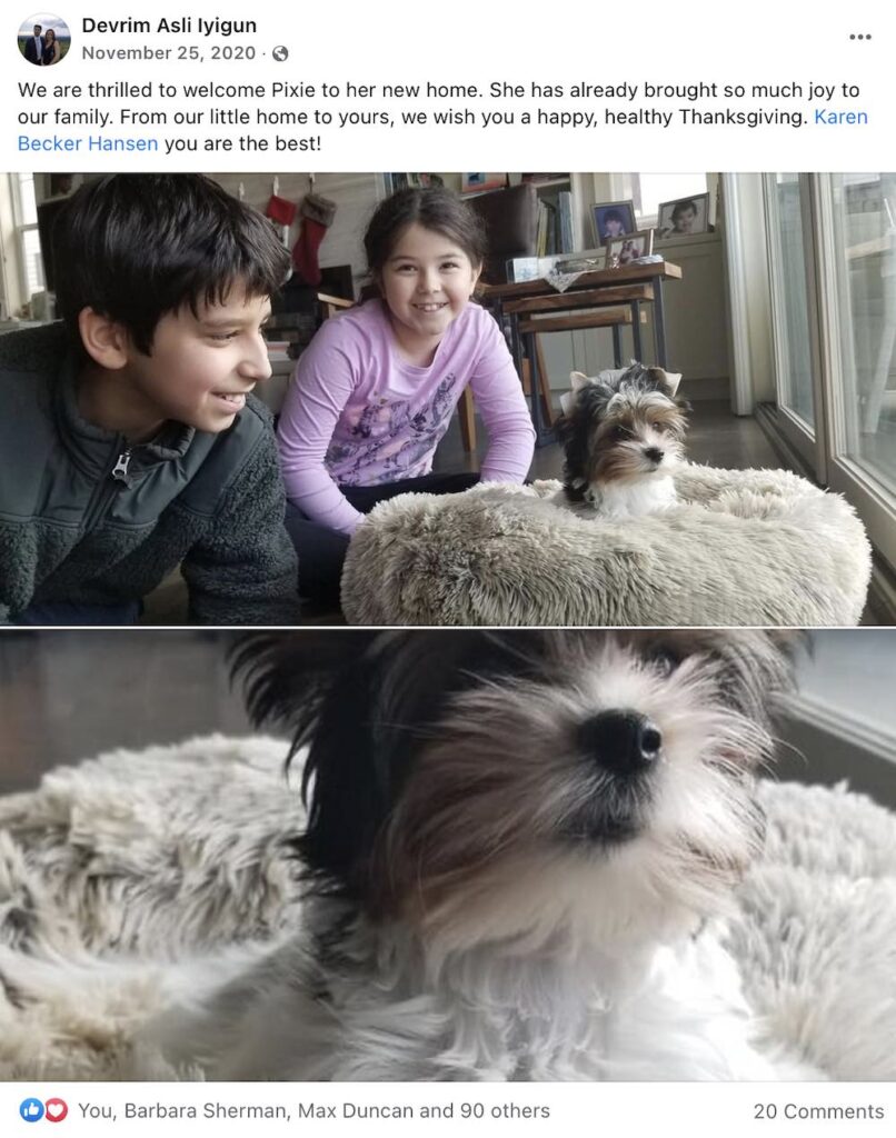 Biewer Terrier