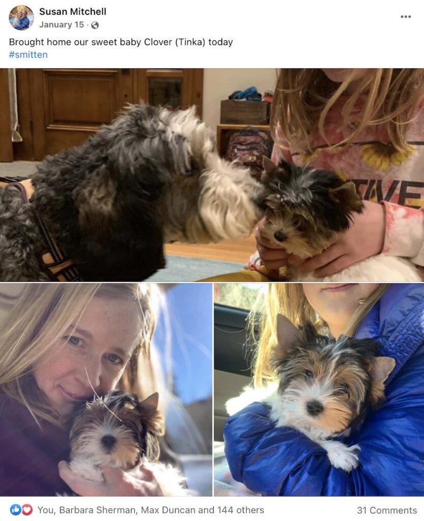 Biewer Terrier