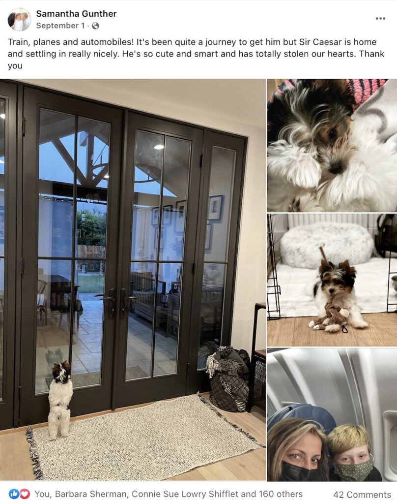 Biewer Terrier