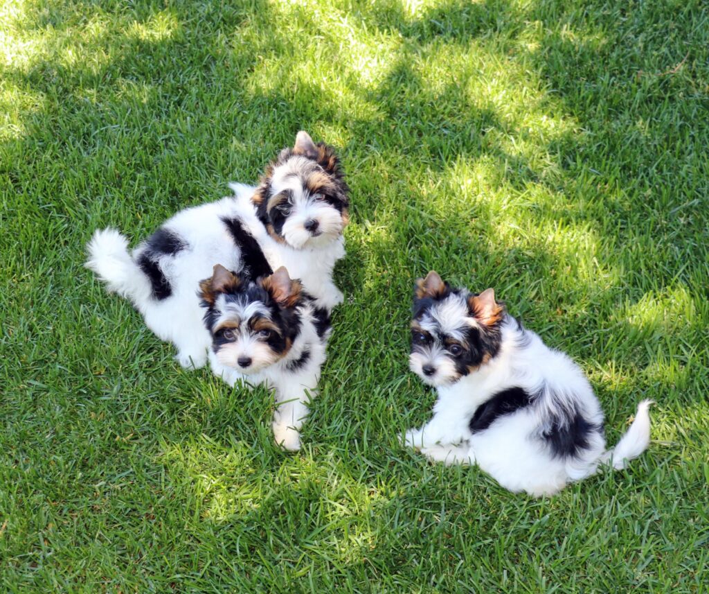 Biewer Terrier