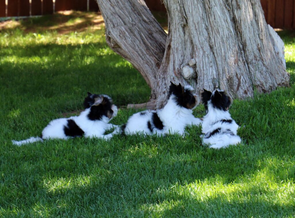 Biewer Terrier
