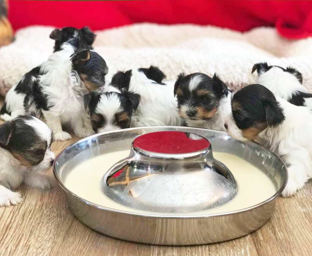 Biewer Terrier