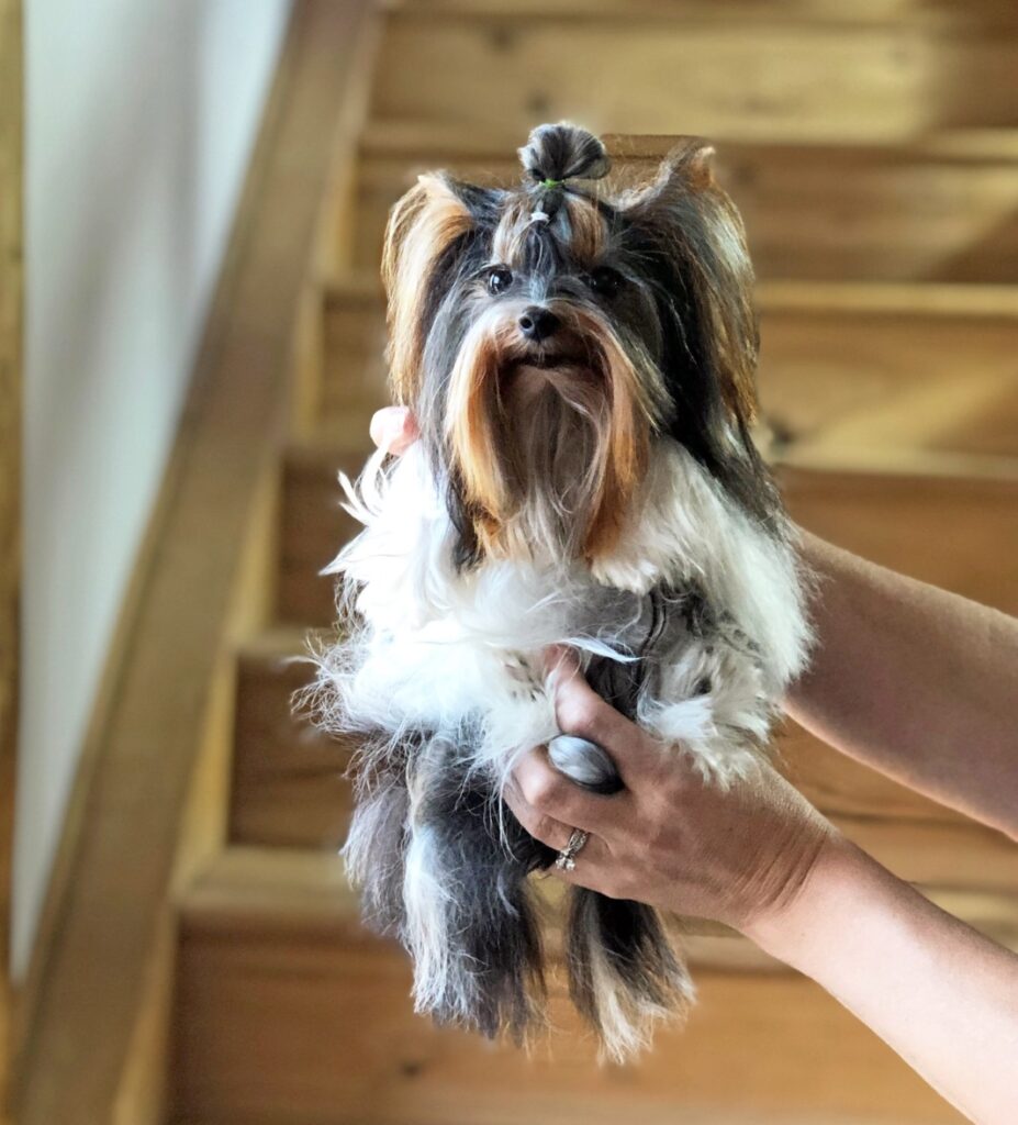 Biewer Terrier