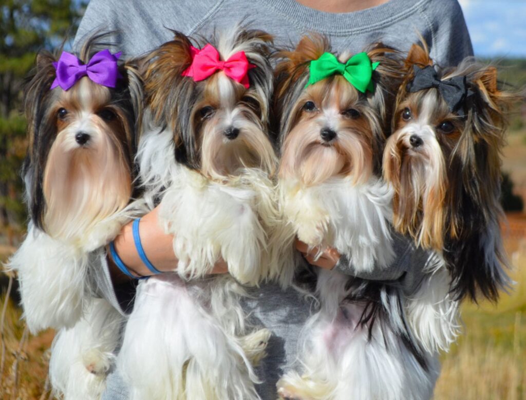 Biewer Terrier