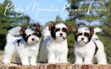 Biewer Terrier Puppies in Texas