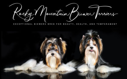 Biewer Terriers in Utah