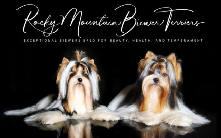 Biewer Terrier Puppies in Arizona