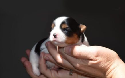 responsible dog breeder