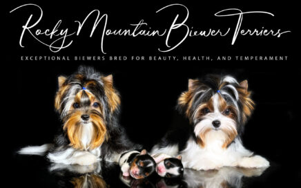 Best Biewer Terrier Puppies