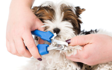 Biewer Terrier Nails