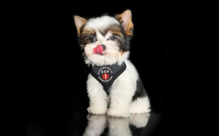 Emotional Support Animal Registry