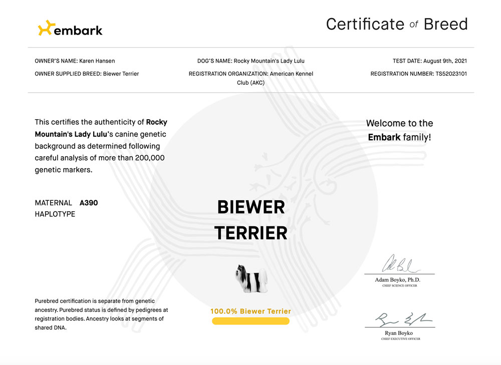 Biewer Terrier