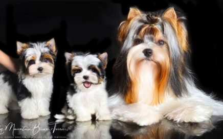 non-refundable deposit for a Biewer Terrier Puppy
