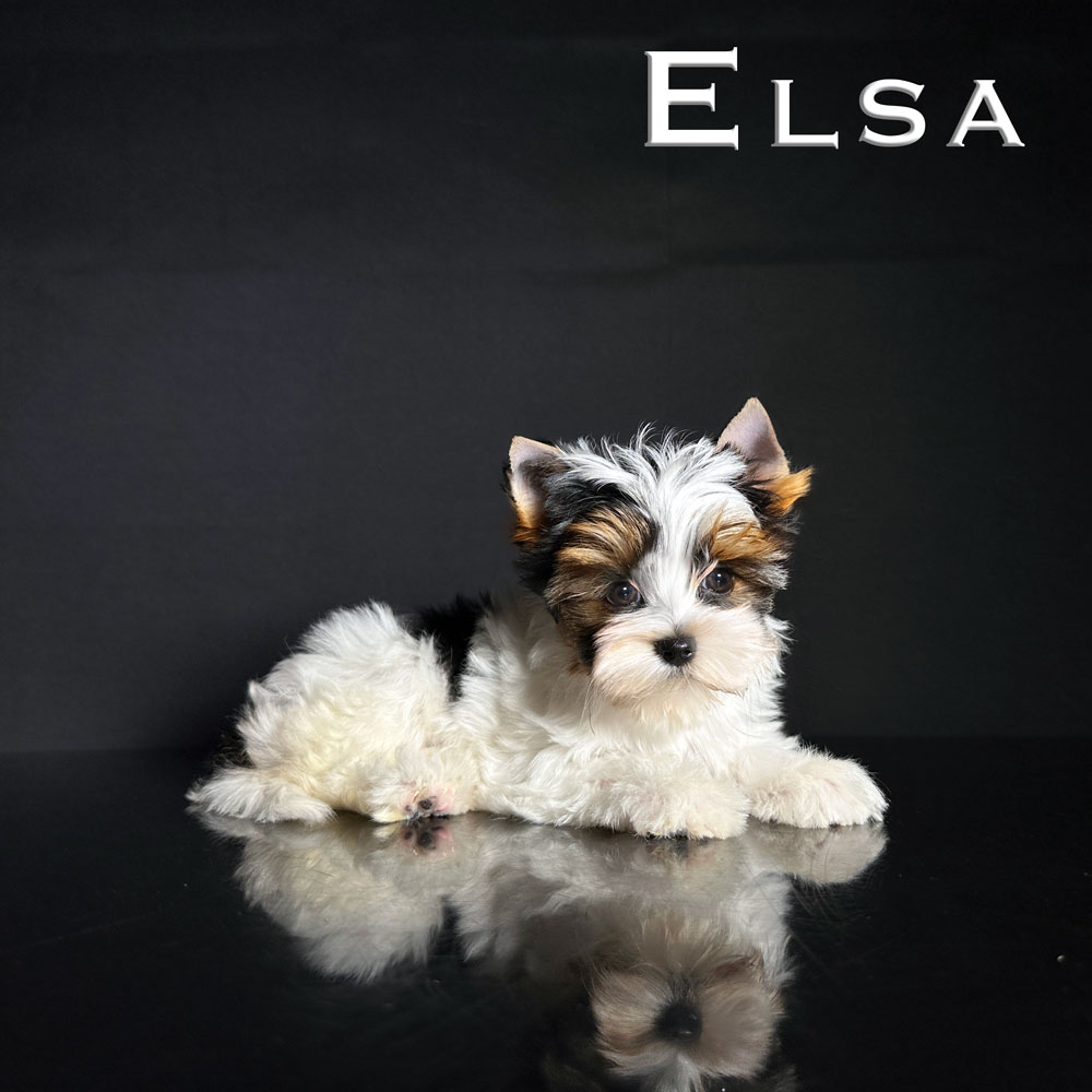 Biewer Terrier