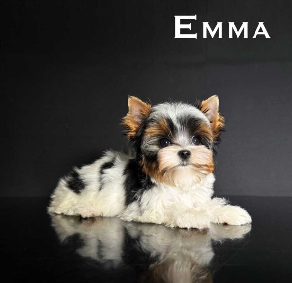 Emma Mini Biewer Puppy