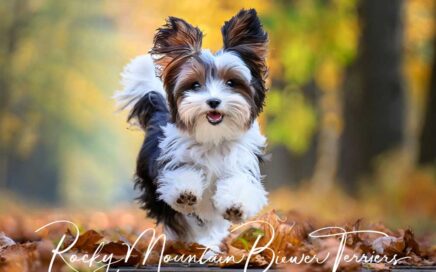 Oklahoma Biewer Terrier