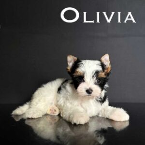 Olivia Biewer Puppy